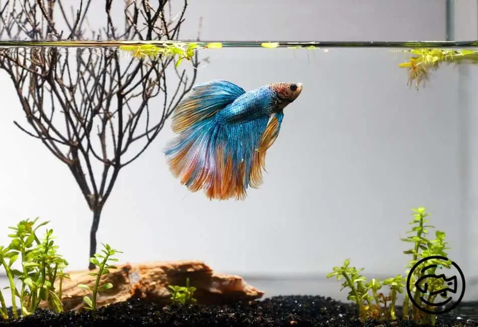 Betta-Glass-Surfing