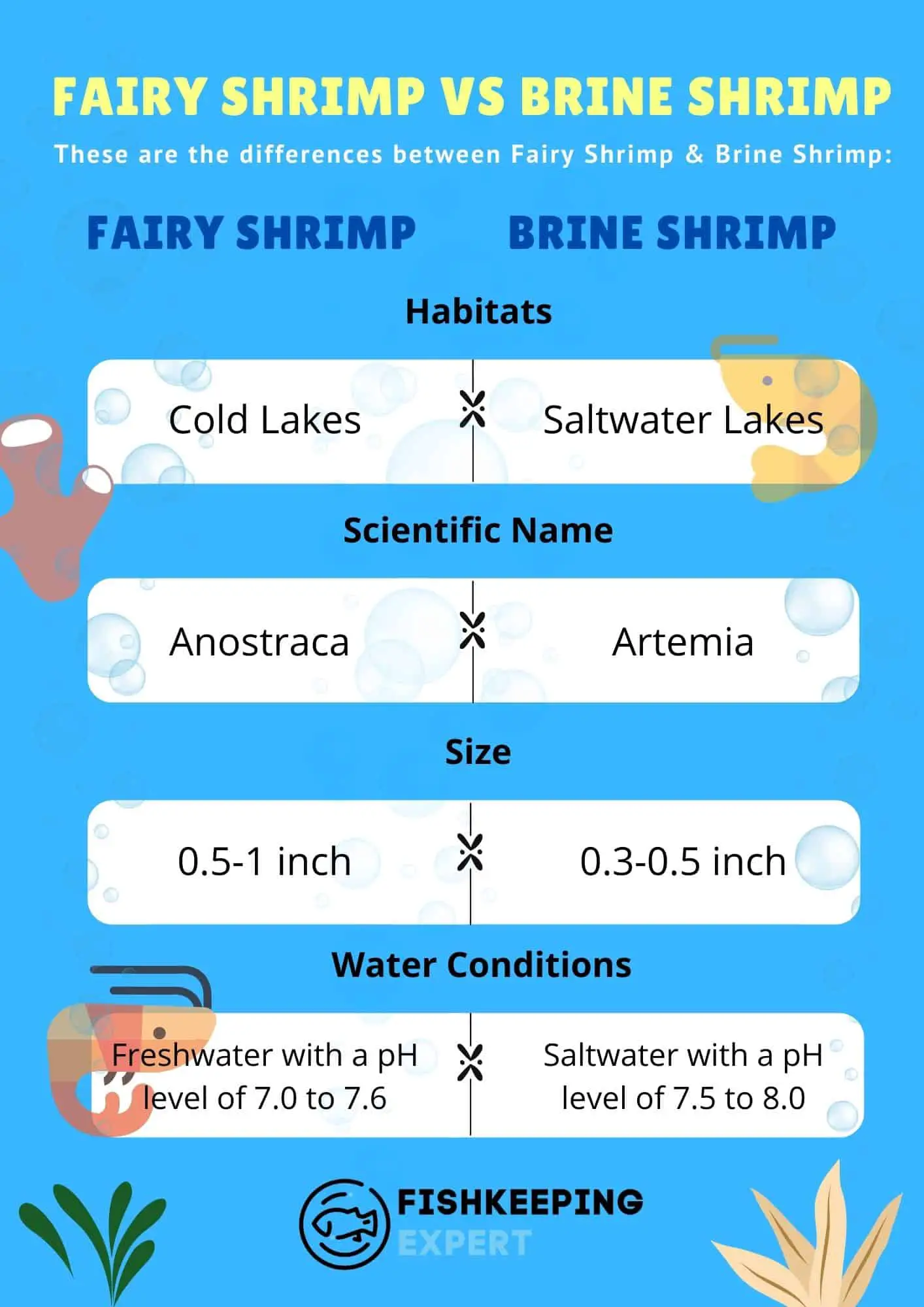 fairy-shrimp-vs-brine-shrimp