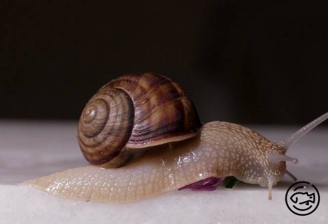 Snail-Food