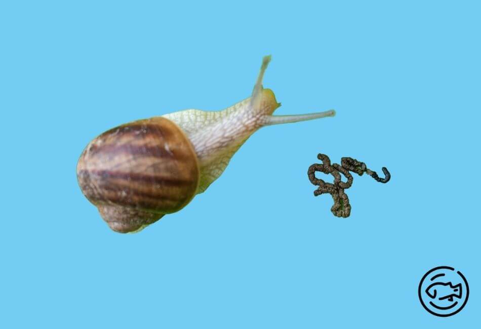 Snail-Poop