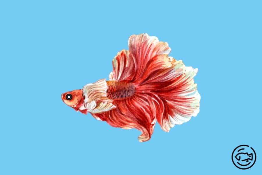 Blind-Betta-Fish