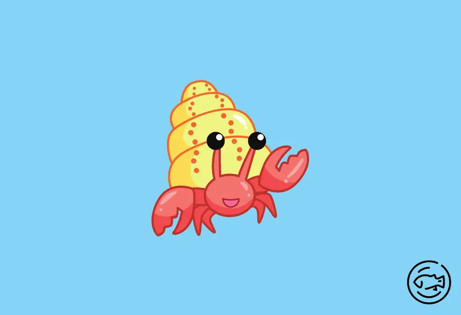 Hermit-Crabs