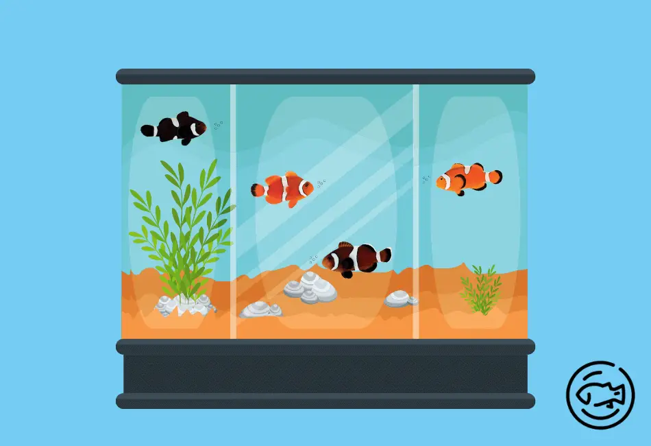 Different-Types-Of-Misbar-Clownfish