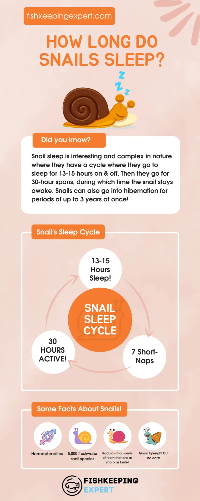 How-Long-Do-Snails-Sleep