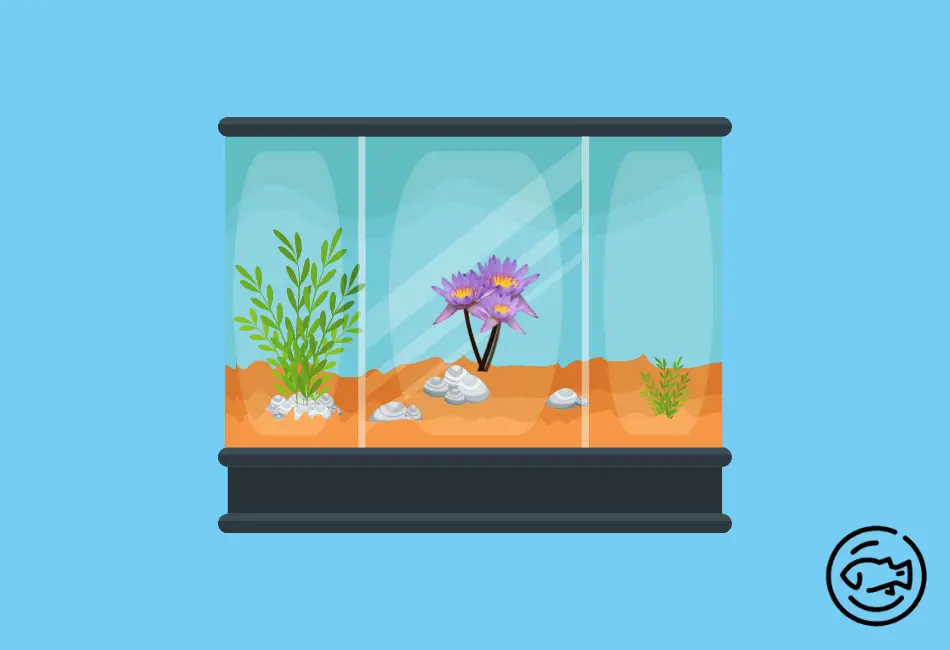 How-To-Propagate-Dwarf-Aquarium-Lily 