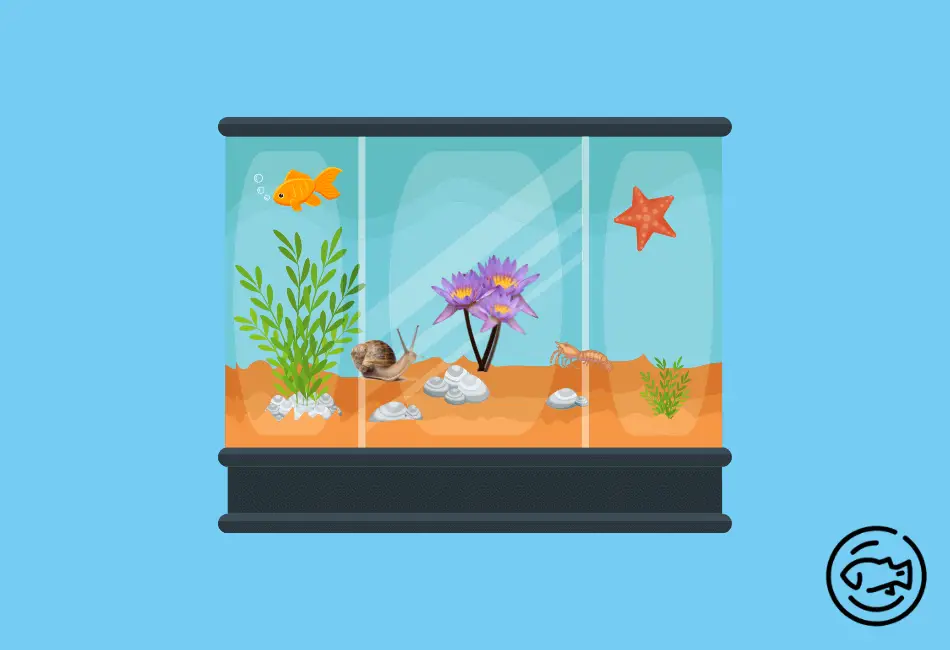 Ideal-Tank-Mates-for-Dwarf-Aquarium-Lily