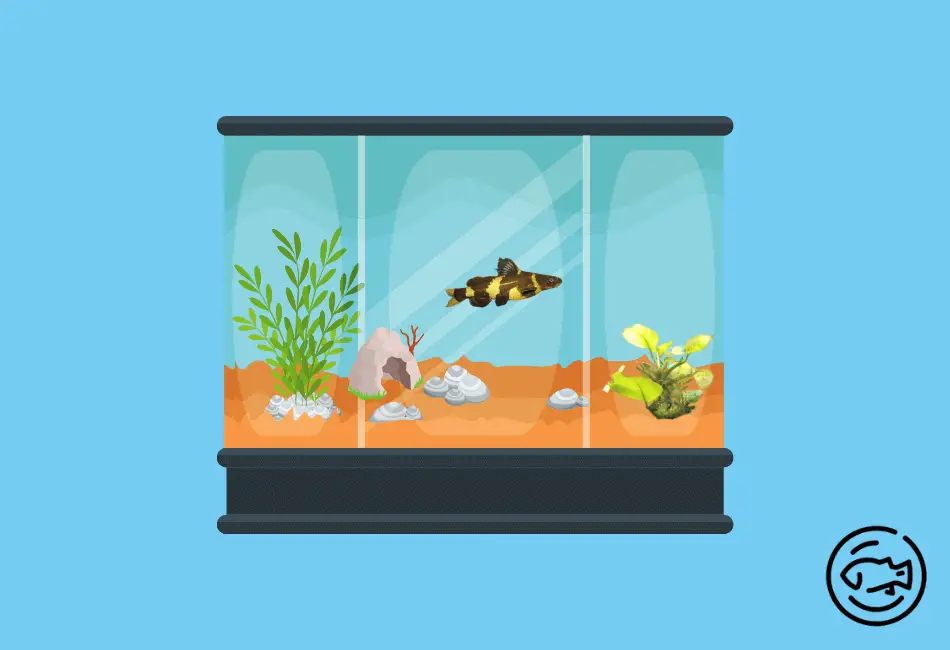What-To-Add-With-Bumblebee-Catfish-in-the-Tank