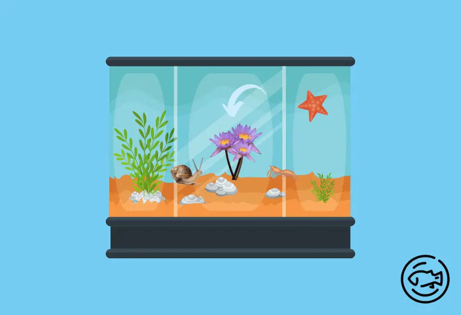 Where-to-Place-Dwarf-Lily-in-the-Aquarium