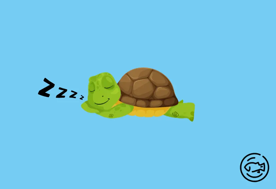 Do-Turtles-Snore