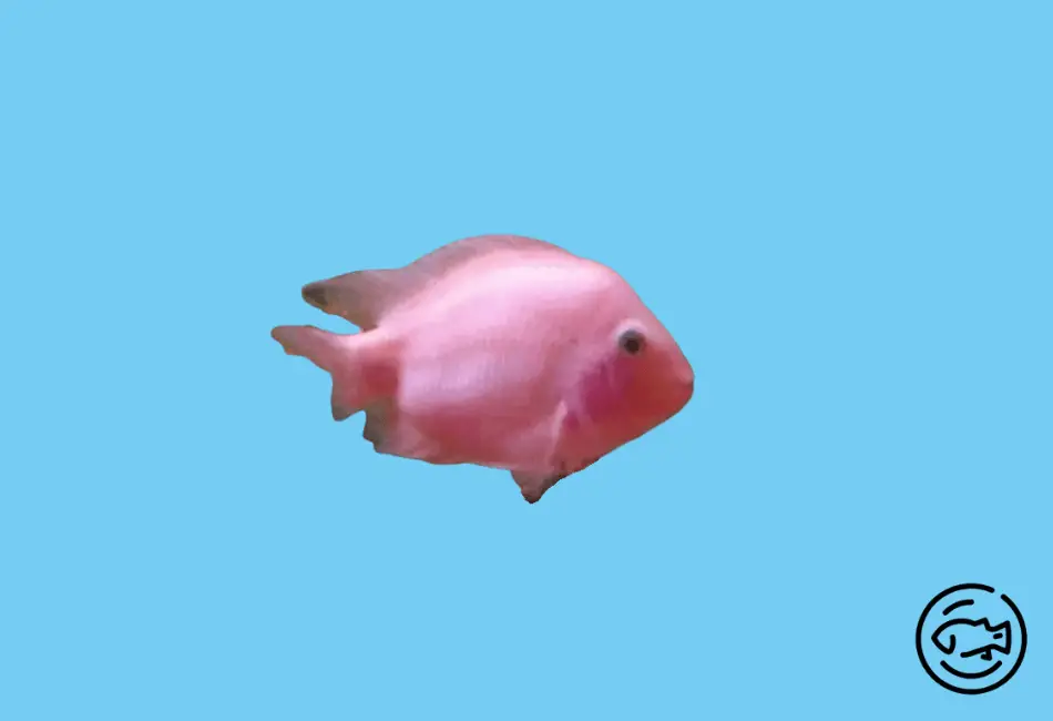 Pink-Convict-Cichlids