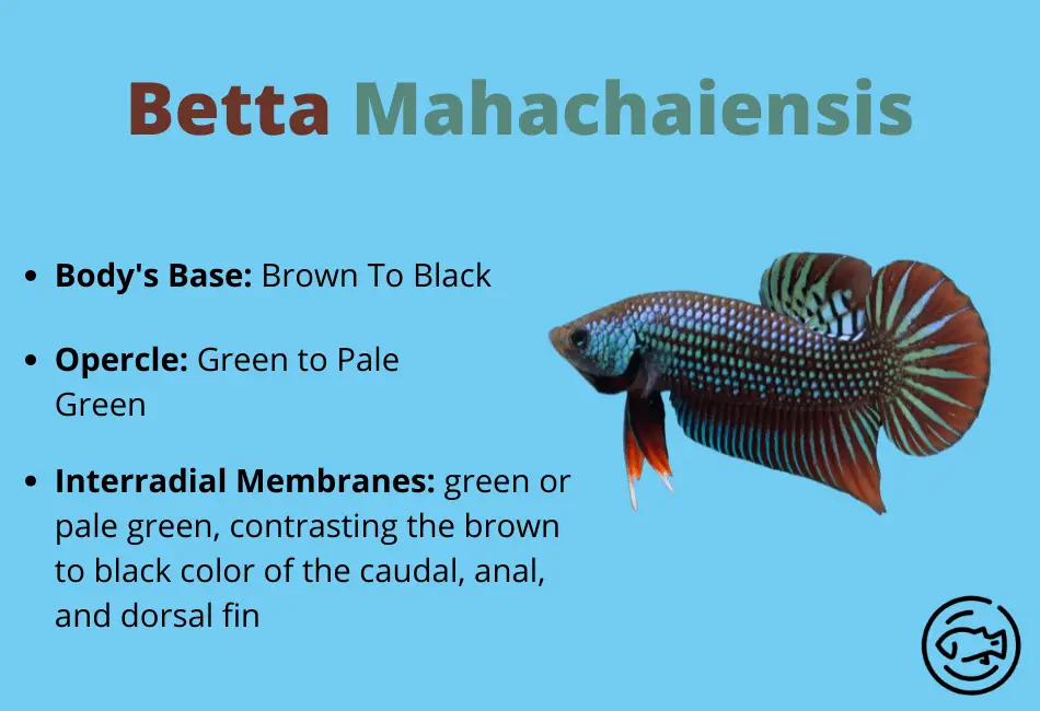 Body-Appearance-Betta-Mahachaiensis