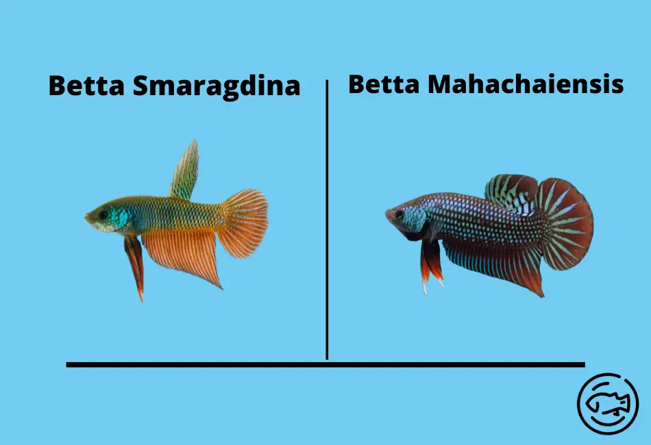 Comparison-Of-Betta-Mahachaiensis-With-Betta-Smaragdina