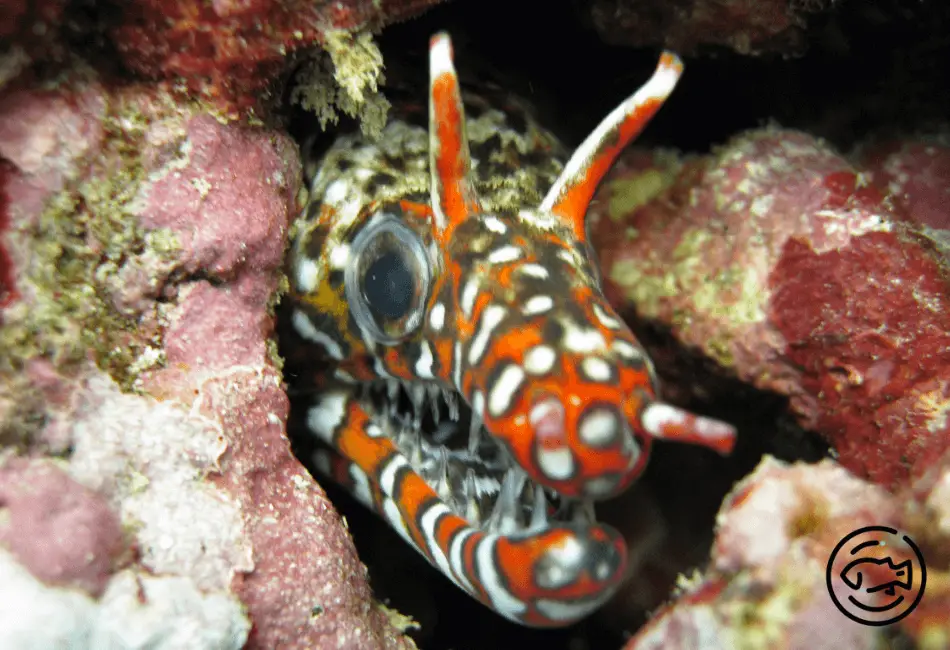 Dragon-Moray-Eel