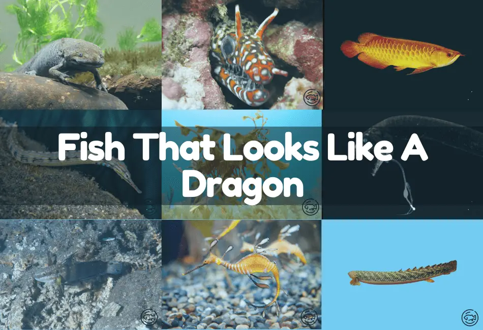 Fish-That-Looks-Like-A-Dragon