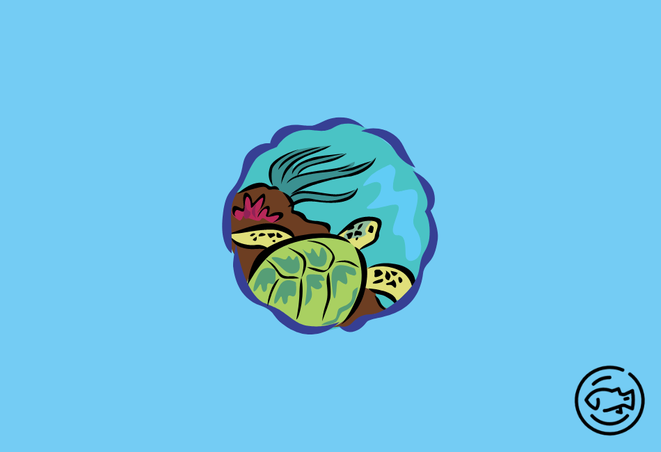 Symptoms-Why-Turtle-Shell-Is-Soft