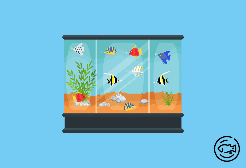 Too-Many-Angelfish-In-A-75-Gallon-Tank 