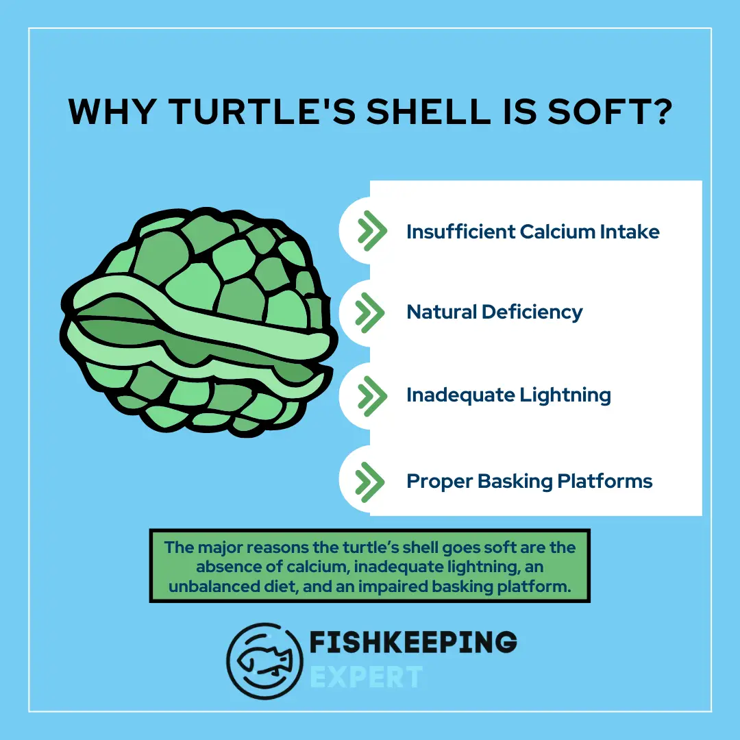 Turtles-Shell-Is-Soft