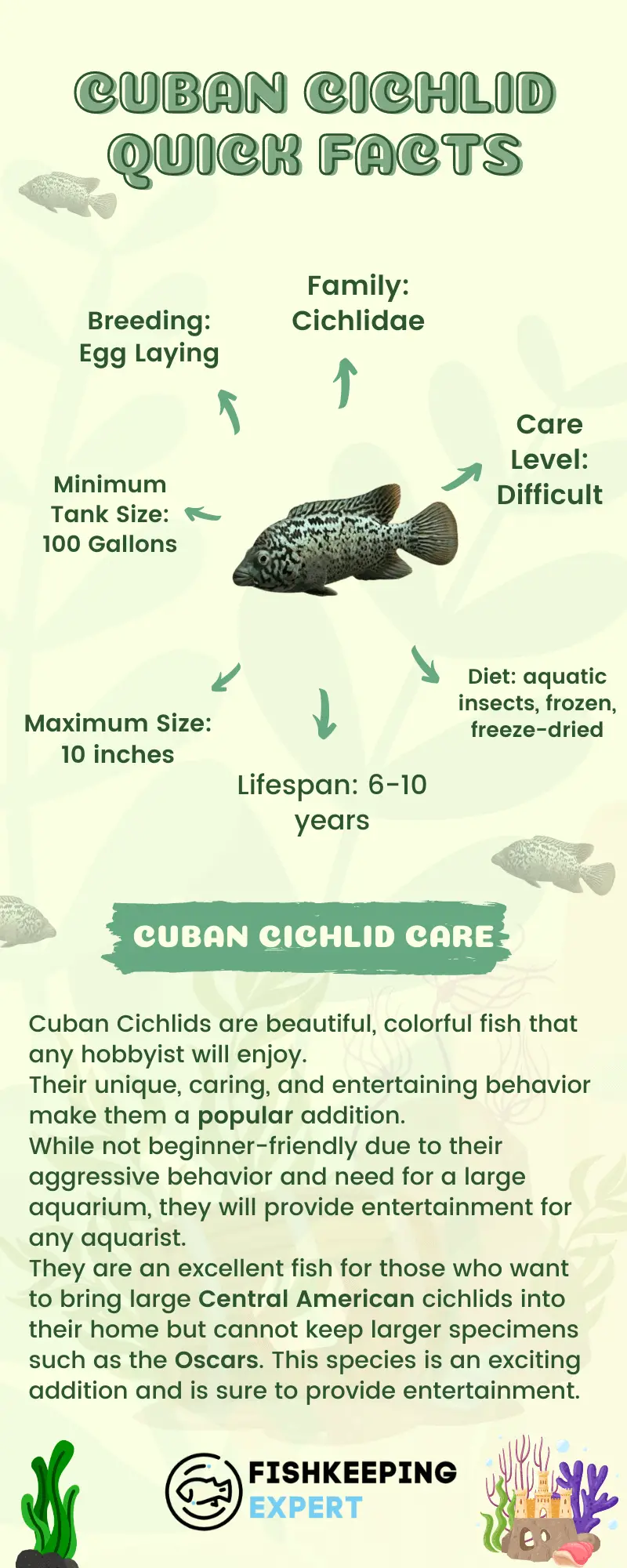 Cuban-Cichlid