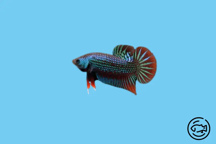 Betta-Imbelis