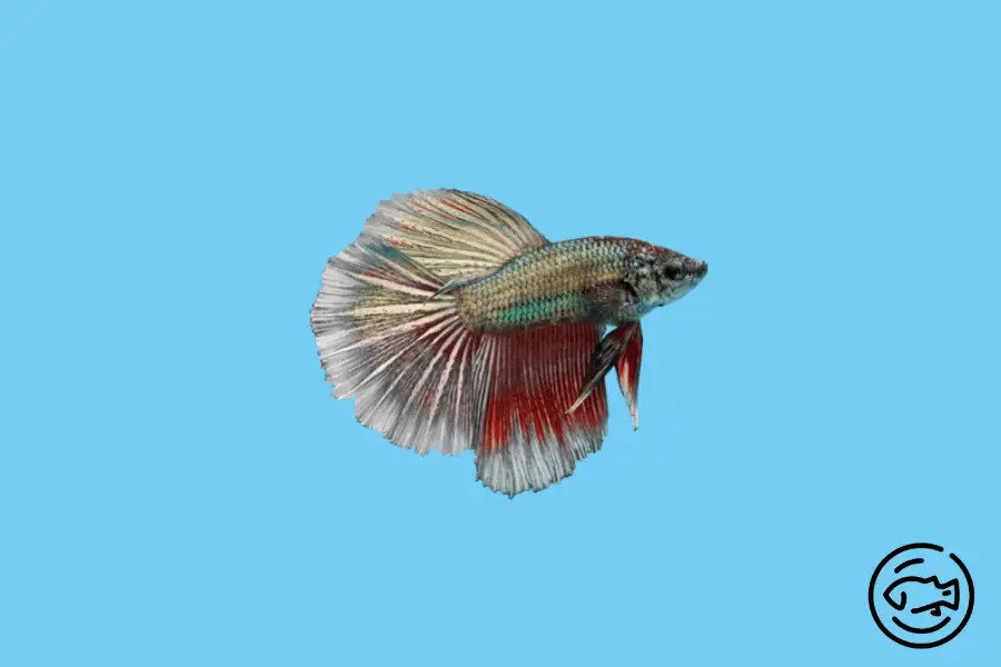 Betta-Splendens