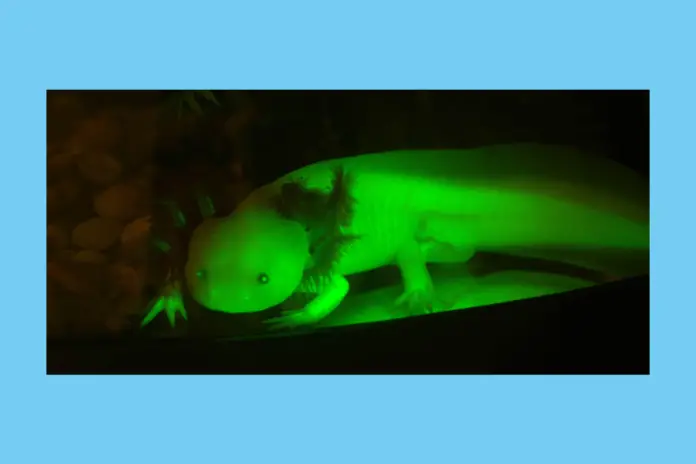GFP-Axolotl