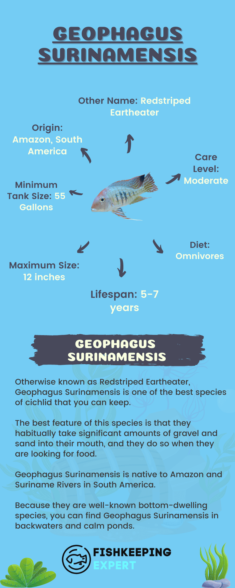 Geophagus-Surinamensis