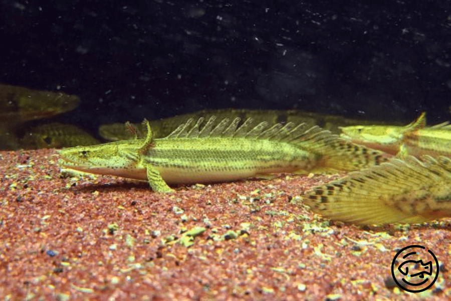 Polypterus-Bichir-Lapradei