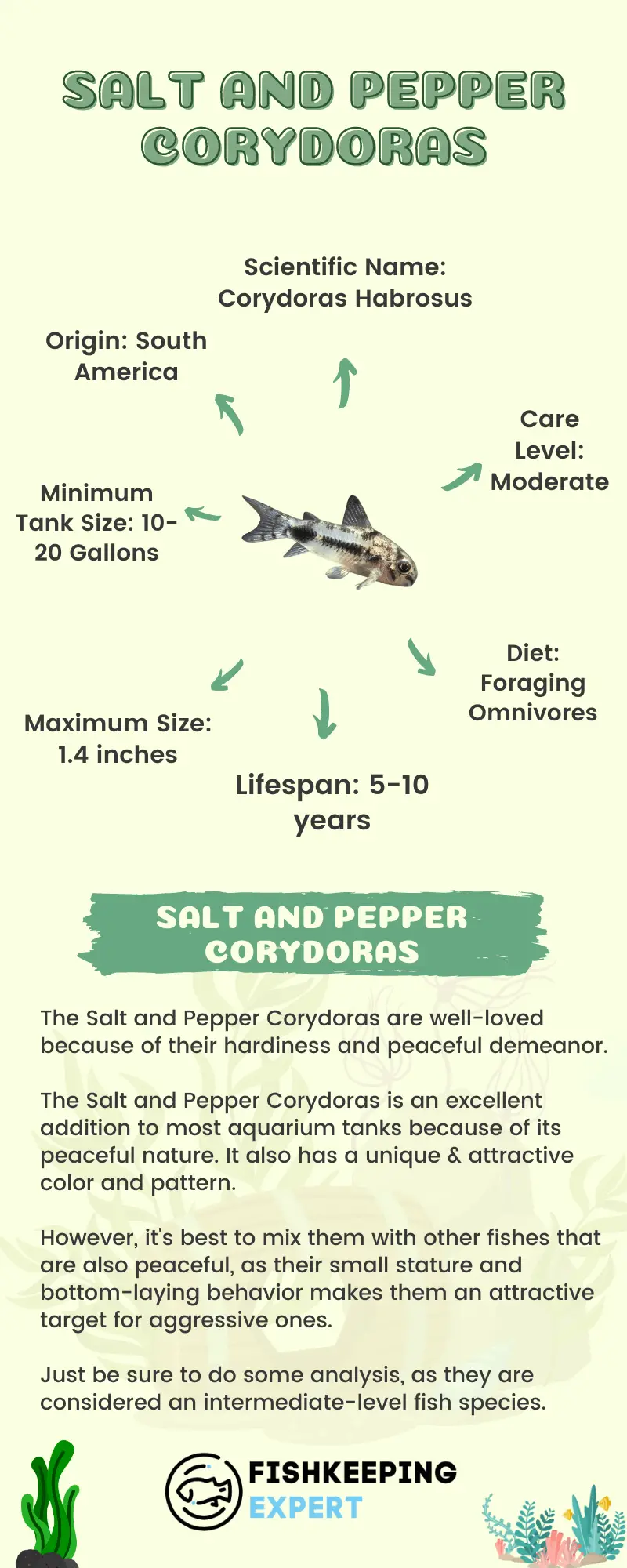 Salt-And-Pepper-Corydoras