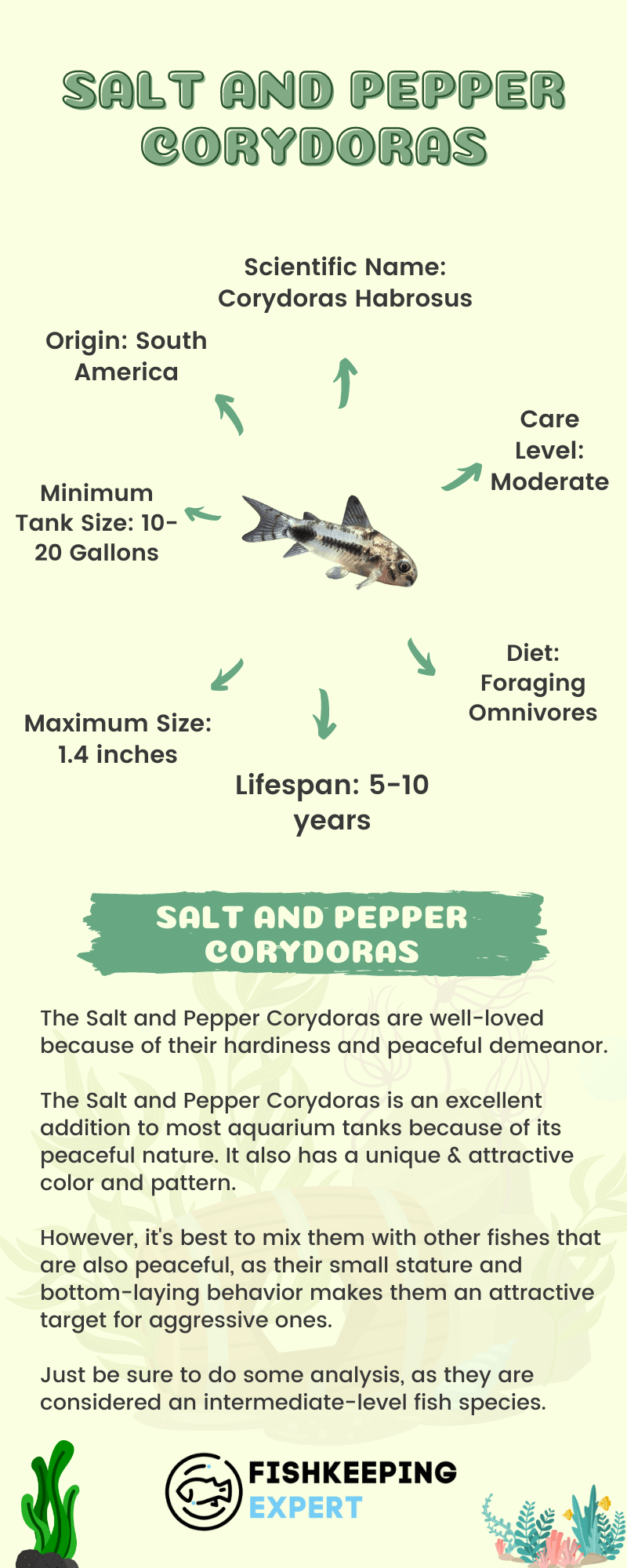 Salt-And-Pepper-Corydoras