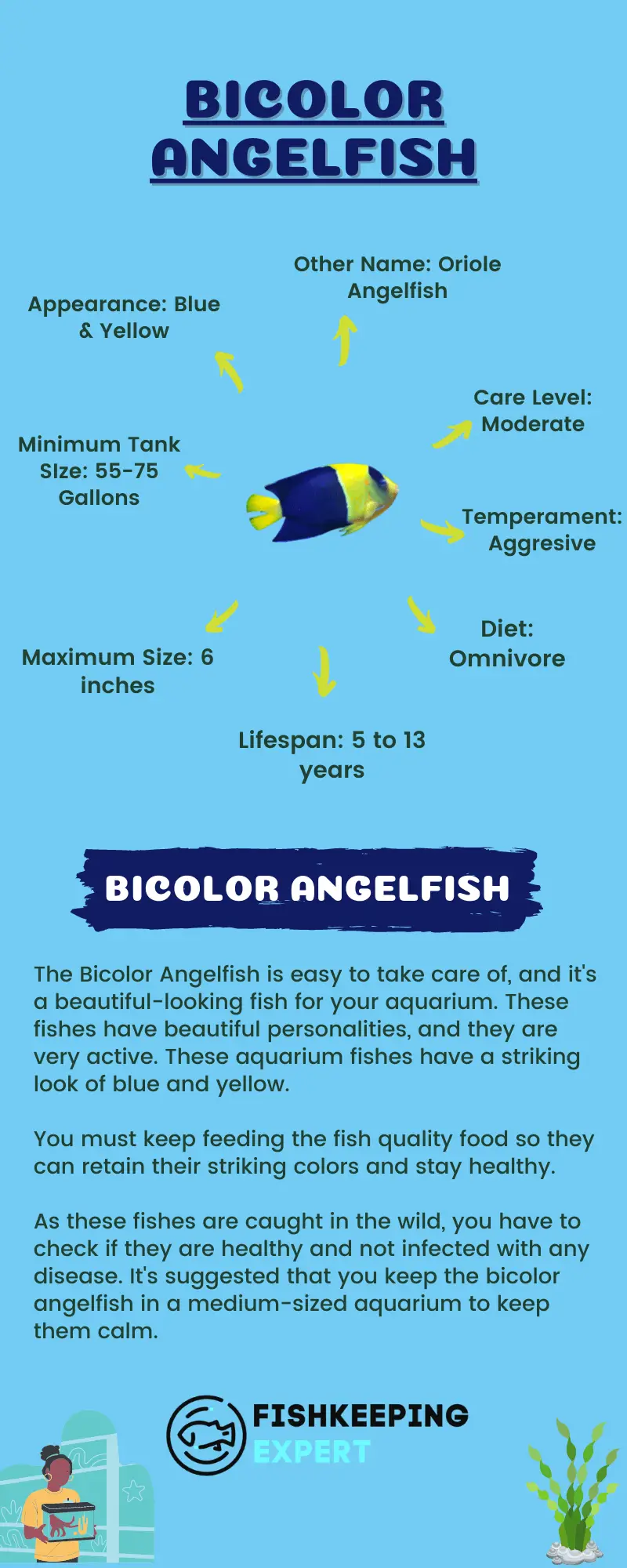 Bicolor-Angelfish