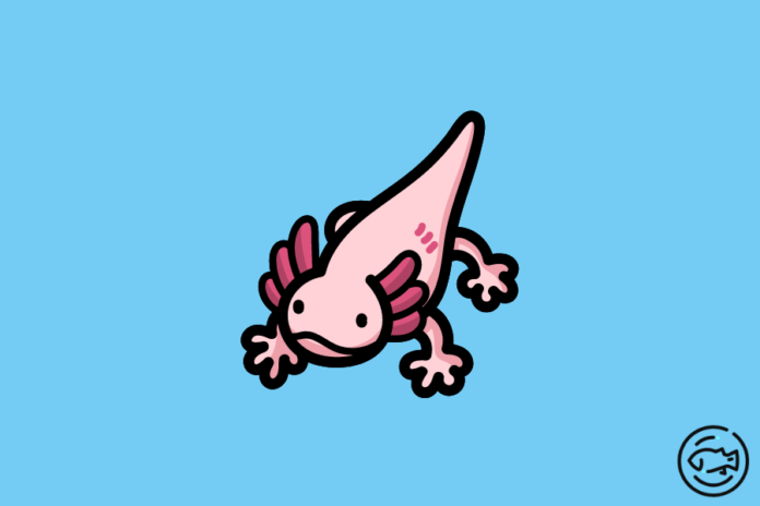 Chimera-Axolotl