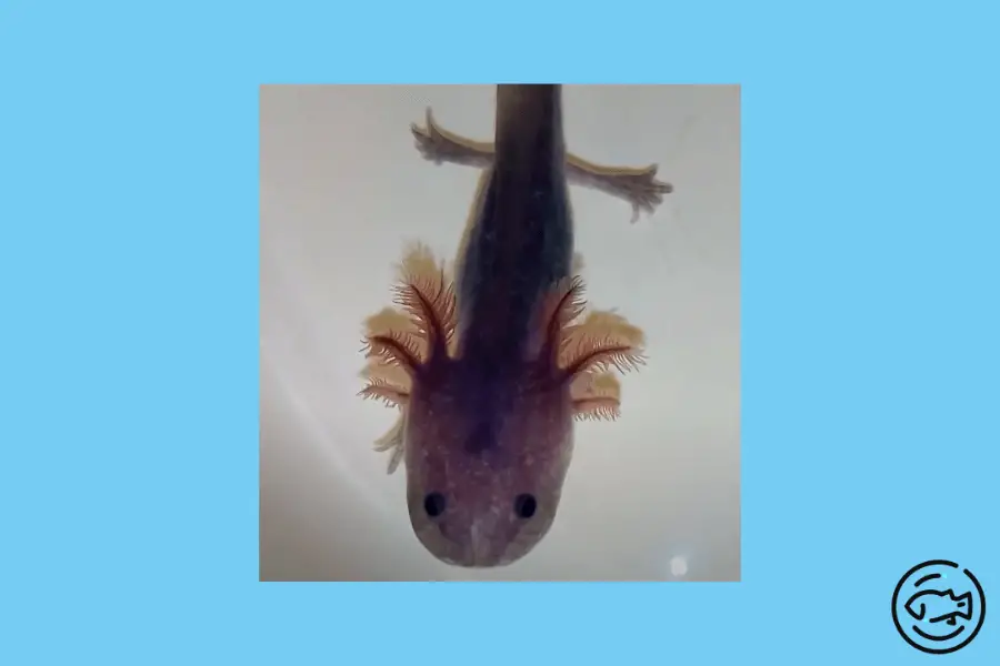 Lavender-Axolotl