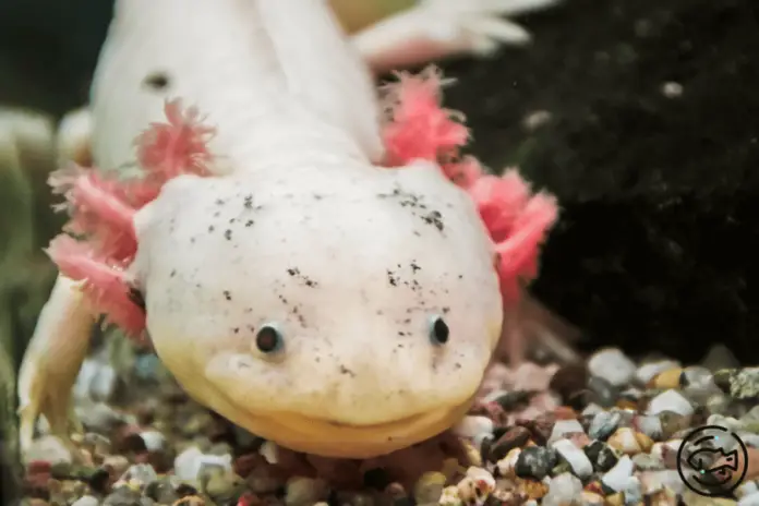 Leucistic-Axolotl