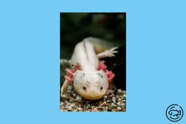 harlequin axolotl