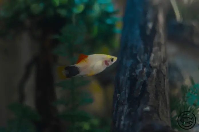 Mickey-Mouse-Platy