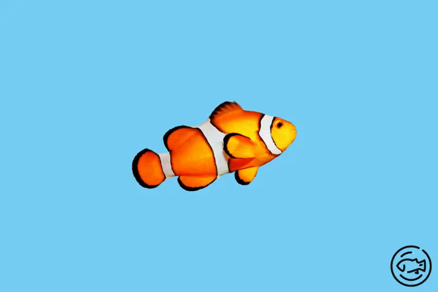 Picasso-Clownfish
