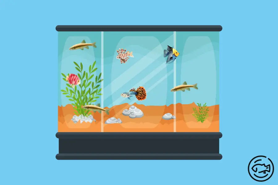 What-Do-Minnows-Eat-In-A-Fish-Tank