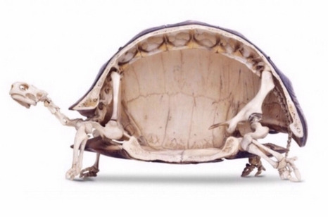 Turtle-Skeleton