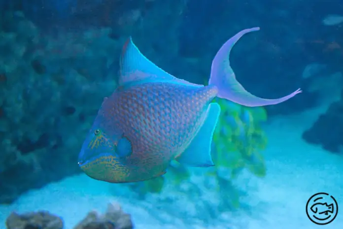 Niger-Triggerfish