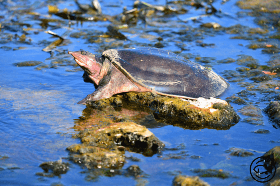 Florida-Softshell-Turtle
