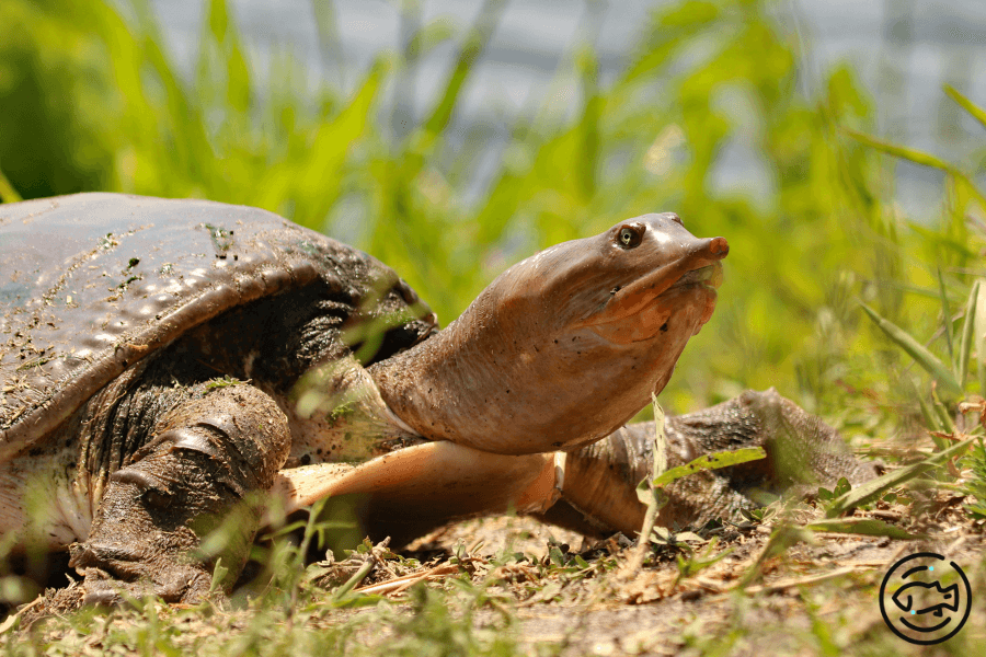 Softshell-Turtles-Bite