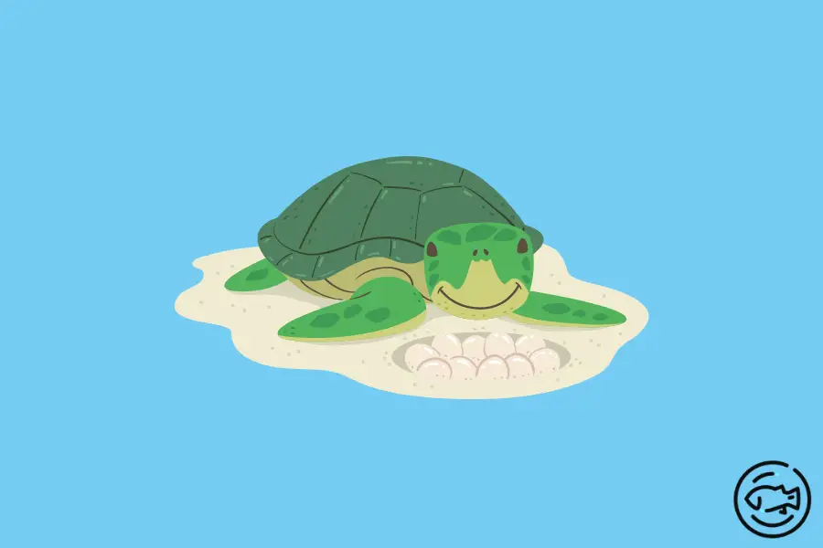 What-To-Do-When-Turtles-Lay-Eggs