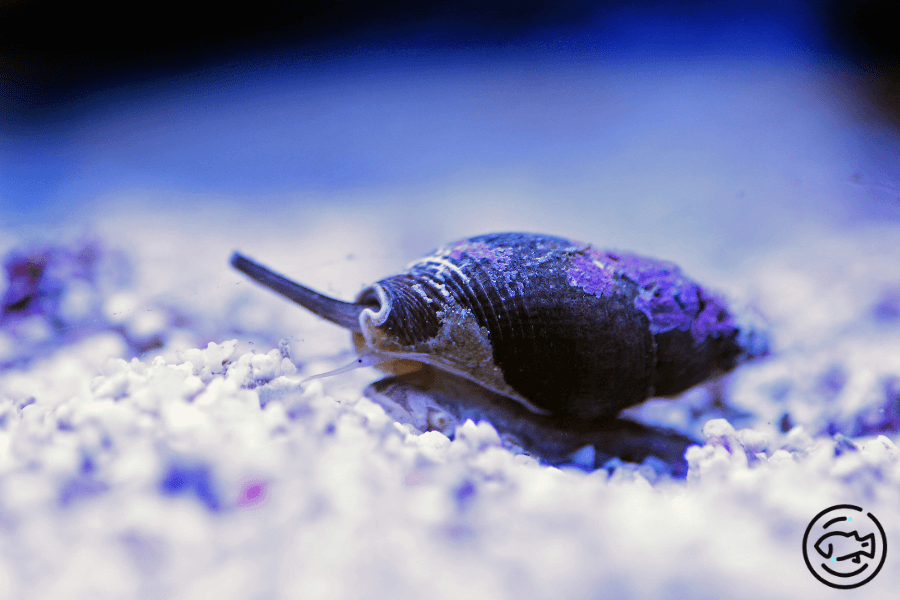 Nassarius-Snail