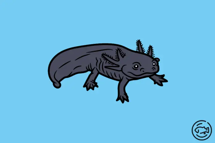 Black-Axolotl