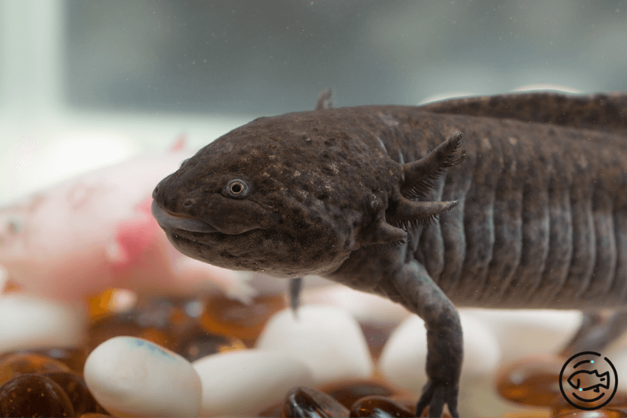 Black-Axolotl