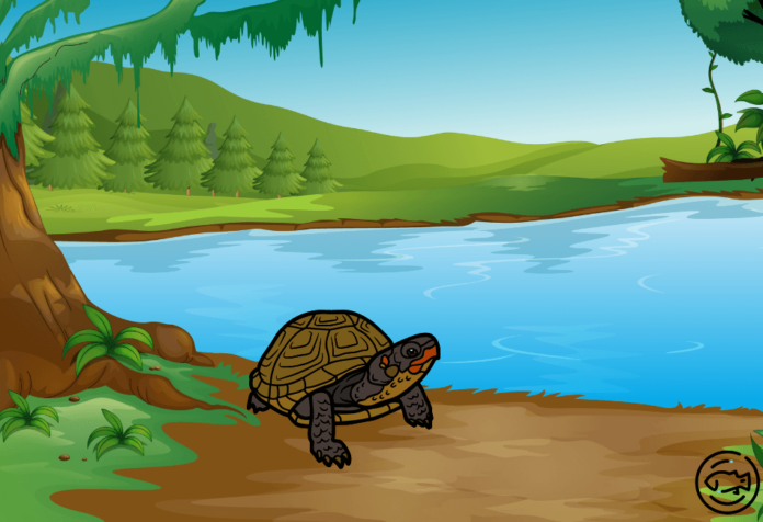 Can-Box-Turtles-Swim