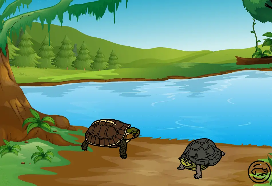 Can-Box-Turtles-Swim