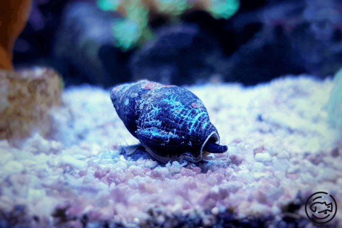 Nassarius-snail