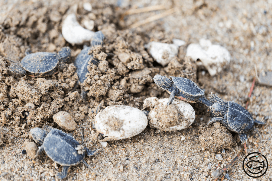 Raising-Baby-Painted-Turtles-What-to-Feed-Them