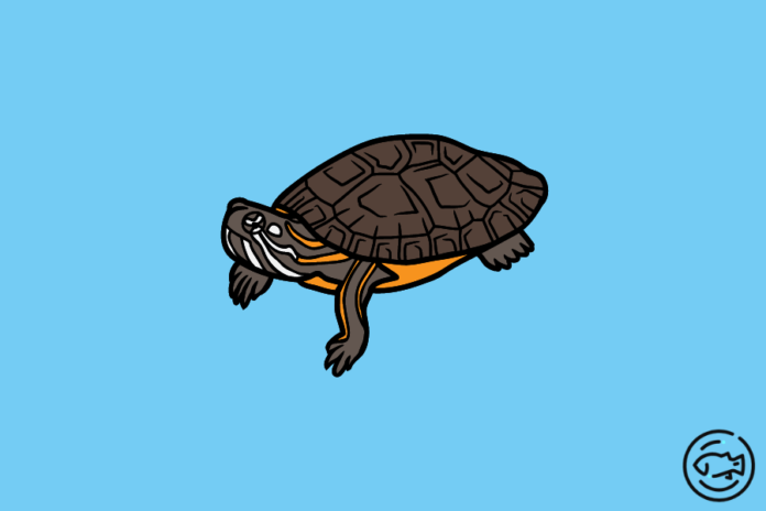 What-Do-Painted-Turtles-Eat